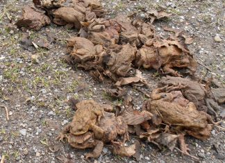 Die Kröten wandern im Frühjahr zu ihren Laichgewässern. Damit möglichst viele dort unbeschadet ankommen, werden noch helfende Hände gebraucht. Foto: privat