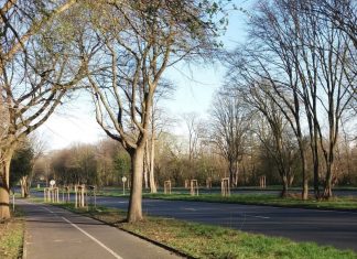 Entlang der Straßen im Ruhrgebiet - im Bild die Königsallee in Bochum - stehen rund 800 neue Jungbäume. Foto: Straßen.NRW