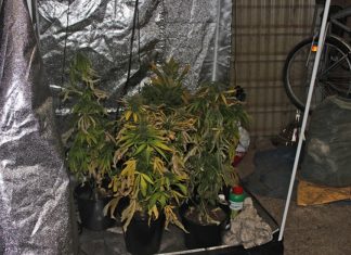 Im gemeinsan genutzten Schuppen fand eine Mieterin die Cannabis-Plantage. Foto: Polizei