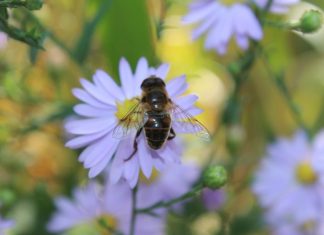 Bienen, Hummeln, Schmetterlinge und Co gehen in Gärten auf Nahrungssuche. Foto: André Volkmann