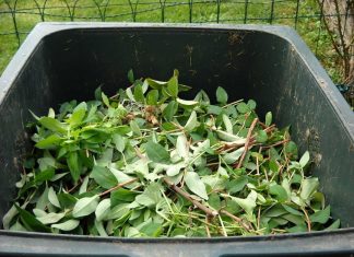 Grünschnitt in einer Tonne. Foto: pixabay