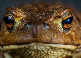Vielen Amphibien wird durch die zeitweise Geschwindigkeitsbeschränkung das Leben gerettet. Foto: pixabay