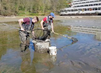 Mitarbeitende der Firma „Limares“ bei der Abfischung des Restfischbestandes im Stadtweiher. Foto: Stadt Erkrath