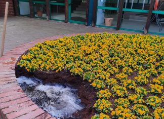 So sah das Blumenbeet kurz nach der Neubepflanzung aus. Foto: Kreisstadt Mettmann