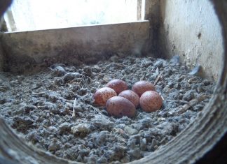 Sechs Eier hat die Falken-Dame im Nistkasten gelegt - die Küken werden voraussichtlich im Mai schlüpfen. Foto: Peter Böhme