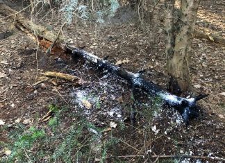 An diesem Baumstamm haben Unbekannte in einem Langenfelder Waldstück gezündelt. Foto: Polizei