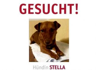 Die Dackel-Terrier-Hünding Stella wird vermisst. Bild: Tasso