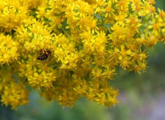 Honigbienen gehen auf Nahrungssuche. Foto: André Volkmann