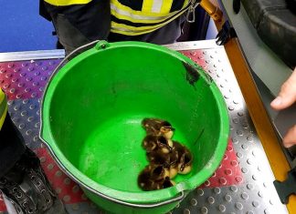 In einem Eimer fanden die Entenküken eine Zwischenunterkunft. Feuerwehr Langenfeld