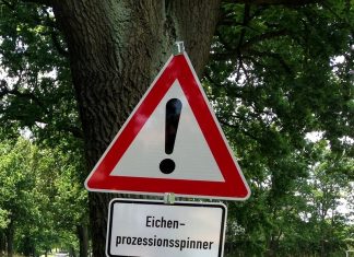 Frühe Maßnahmen sollen die Entwicklung des Eichenprozessionsspinners eindämmen. Foto: pixabay