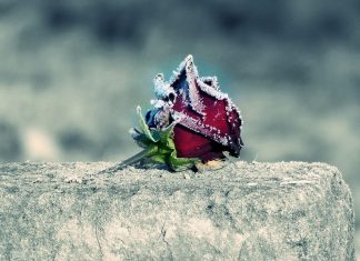 Für Trauerfeiern gelten in der Corona-Pandemie besondere Vorschriften. Symbolfoto: Pixabay