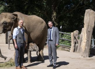 Zoodirektor Arne Lawrenz (links) und der WSW-Vorstandsvorsitzende Markus Hilkenbach mit Patenkind Kimana und dessen Mutter Tika auf der Elefantenanlage des Grünen Zoos Wuppertal. Foto: WSW