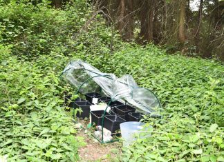 Inmitten von Brennnesseln stand ein kleines Cannabis-Gewächshaus. Foto: Polizei