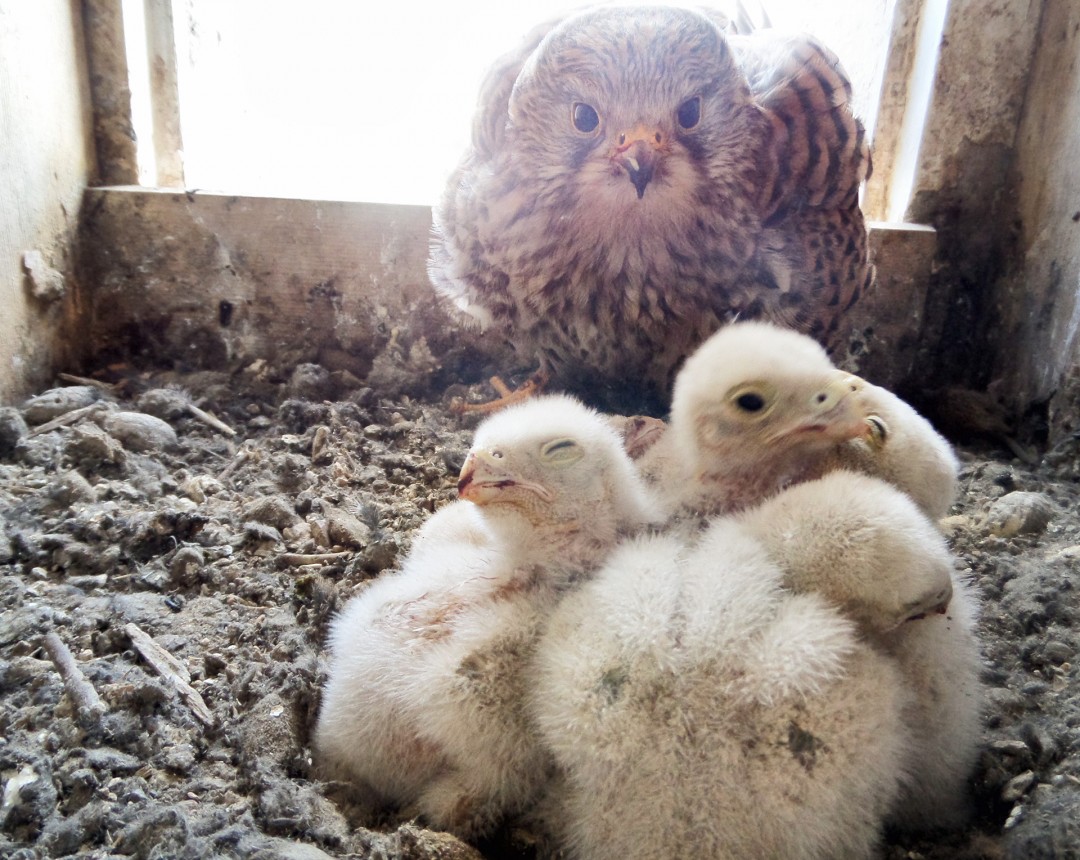 Die Turmfalken-Henne mit ihrem Nachwuchs. Foto: Peter Böhme