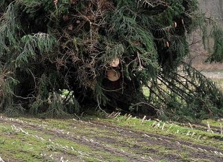 Grünschnitt und Bauschutt werden an der Abfall-Annahmestelle angenommen. Foto: pixabay