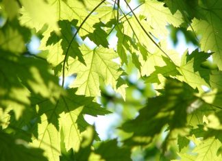 Stadtgrün ist ein Beitrag zur Klimafolgenanpassung. Foto: pixabay