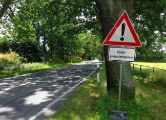 Eichenprozessionsspinner: Die Stadt Mettmann trifft Präventionsmaßnahmen. Foto: pixabay