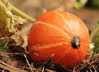 Ein Kürbis auf einem Feld. Foto: pixabay