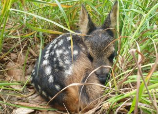 Dieses Kitz wurde in der vergangenen Woche in Neviges von einer zur Kitzrettung eingesetzten Drohne entdeckt. Foto: U. Brücher