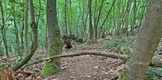 Zwischen zwei Bäumen verkeilt lag, ein Ast über dem Waldweg. Foto: Polizei