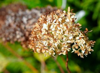 Den Blumen und Bäumen bekommt das Ausbleiben des Regens nicht. Foto: pixabay