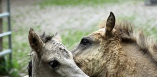 "Mirage" heißt das geborene Fohlen. Foto: Kreis ME