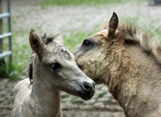 "Mirage" heißt das geborene Fohlen. Foto: Kreis ME