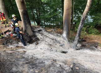 Die Waldfläche am Brandort ist auf rund 100 Quadratmetern verkohlt. Foto: Polizei