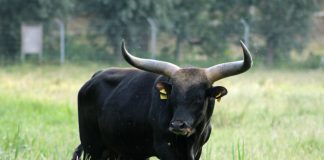 Azrael soll im Wildgehege für Nachwuchs sorgen. Foto: Kreis Mettmann