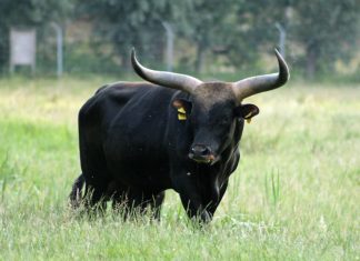 Azrael soll im Wildgehege für Nachwuchs sorgen. Foto: Kreis Mettmann