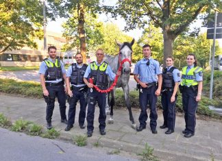 Gemeinsam mit Kräften der Autobahnpolizei fingen Polizeibeamte aus Hilden ein entlaufenes Pferd ein. Foto: Polizei