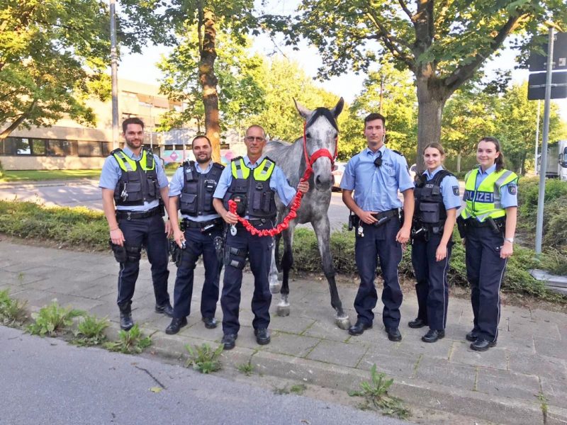 Pferdeeinsatz01_Erkrath Gemeinsam mit Kräften der Autobahnpolizei fingen Polizeibeamte aus Hilden ein entlaufenes Pferd ein. Foto: Polizei
