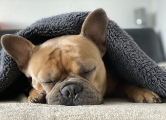 Feststellung des Hundebestandes: Alle Haushalte werden in der nächsten Zeit von Mitarbeitern einer von der Stadt beauftragten Firma aufgesucht. Foto: pixabay