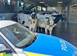 Die Kühe suchten Schutz im Autohaus. Foto: Polizei