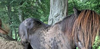 Das Island-Pony "Fagur" ist von einer Koppel in Haan verschwunden. Foto: Polizei