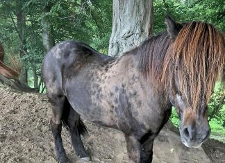Das Island-Pony "Fagur" ist von einer Koppel in Haan verschwunden. Foto: Polizei