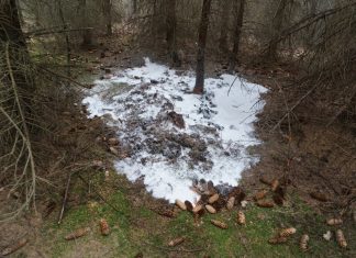 Der Brand hatte sich im Unterholz noch nicht ausgebreitet. Foto: FW Ratingen