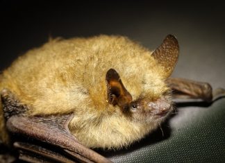 Wer eine verletzte Fledermaus findet, bekommt erste Informationen bei der Ehrenamtlichen der neuen Pflegestelle. Foto: pixabay