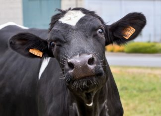 Wie Landwirtschaft nachhaltig gestaltet werden kann ist Thema der Diskussion. Foto: Pixabay