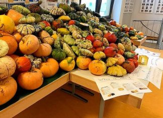 Ein Haufen Kürbisse lag vor den Lehrerzimmern zur Abholung bereit. Foto: Privat