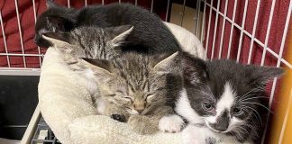 Vom Verein aufgefundene Kitten: Die Katzenkinder wurden von einer Streunerkatze geboren. "Die wilde Mutterkatze wurde kastriert und zurückgesetzt. Dort wird sie weiter gefüttert, die Kitten konnten alle vermittelt werden", so Vereinsvorsitzende Barbara Lautenbach.