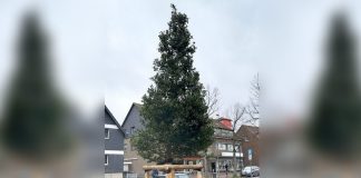 Die Stechpalme ziert jetzt das Lintorfer Stadtbild. Drei Exemplare wurden im Rahmen eines Pilotprojektes in Lintorf gepflanzt und sollen sich als Straßenbäume bewähren. Foto: Stadt Ratingen