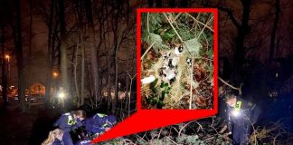 Unter einem Baum fanden die Beamten die Mäuse. Fotos: Polizei