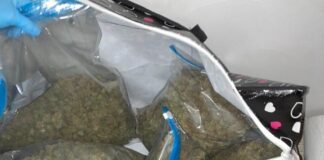 Die Beamten stellten bei Durchsuchungen mehrere Kilogramm Marihuana sicher. Foto: Polizei