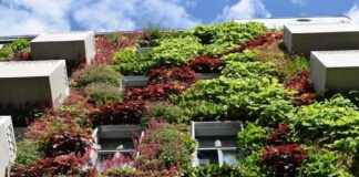 Dach- und Fassadenbegrünung ab zehn Quadratmetern sind in Erkrath ab Mai bis zu 50 Prozent förderfähig. Foto: Bundesverband GebäudeGrün