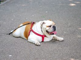 Hundehalter aufpassen: Fuchsräude im Kreis Mettmann Ein Hund liegt auf einem Boden. Foto: pixabay