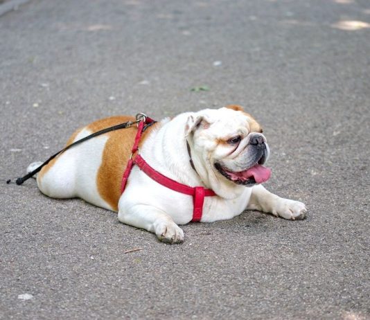 Hundehalter aufpassen: Fuchsräude im Kreis Mettmann Ein Hund liegt auf einem Boden. Foto: pixabay