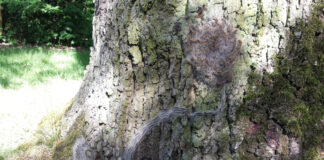 Das kompakte Nest des Eichenprozessionsspinners am Stamm einer Eiche. Die feinen Härchen der Raupen brechen leicht ab und können bei Menschen allergische Reaktionen auslösen. Foto: Stadt Hilden