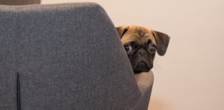 Die Hundesteuer passe nicht zu einem modernen Steuersystem, meint der Bund der Steuerzahler NRW. Foto: pixabay