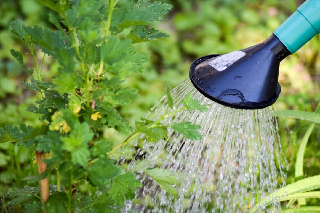 Die Stadt Wülfrath informiert über die Möglichkeit der Erstattung der Schmutzwassergebühren bei der Gartenbewässerung. Bild: pixbay